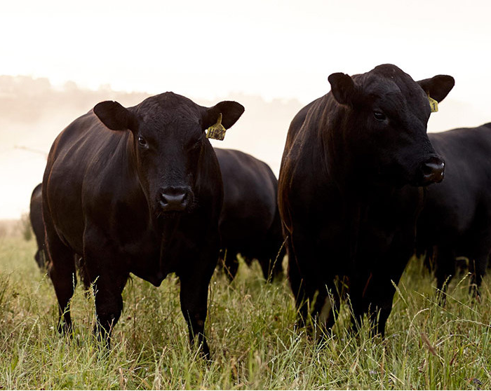 AUSTRALIAN BEEF SUSTAINABILITY FRAMEWORK