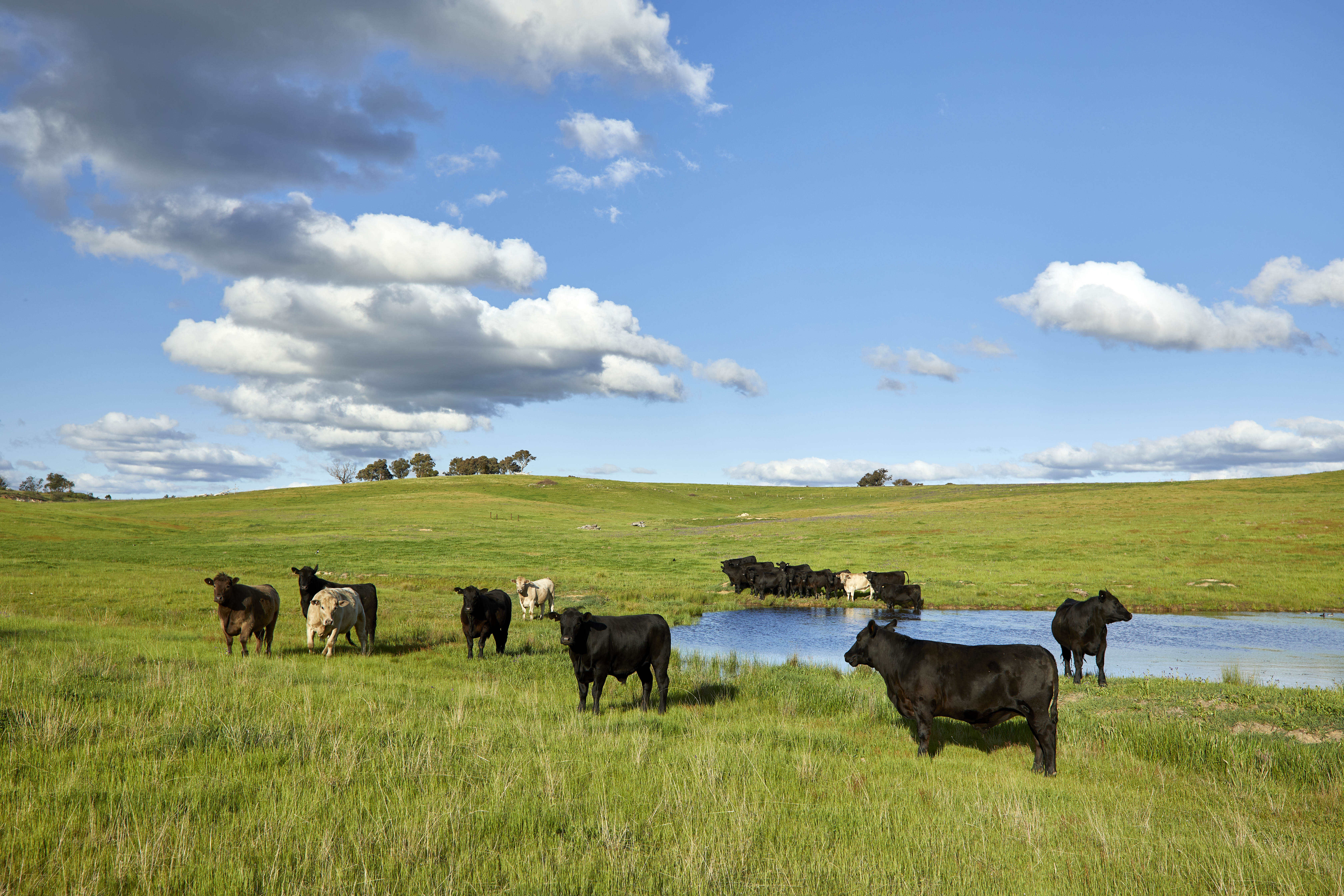 UK Red Tractor Standards & Australia’s World Leading Beef and Lamb Farm Assurance