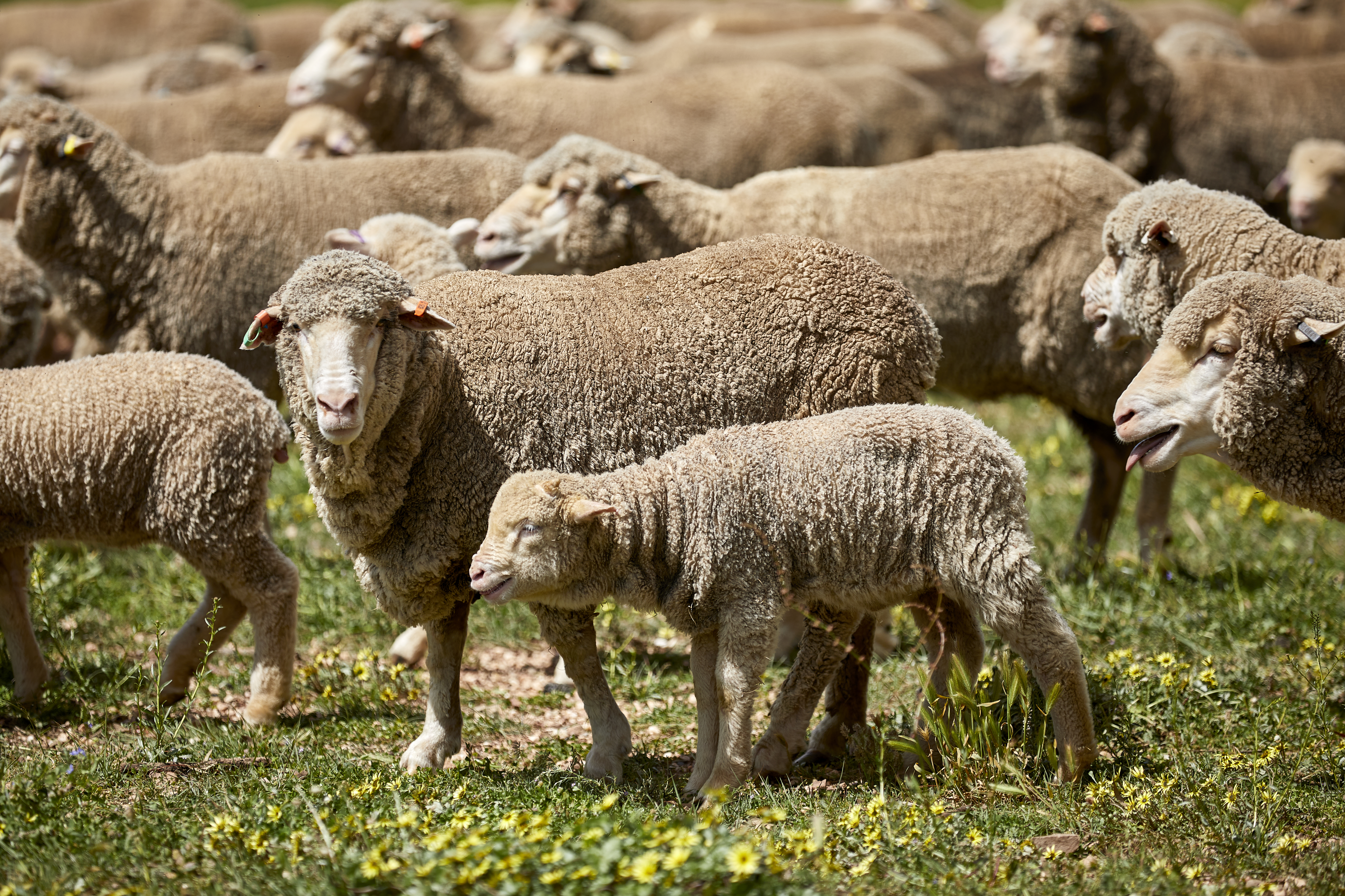 sheep-lamb-grassland-orig.jpg